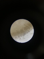 Hydnotrya variiformis