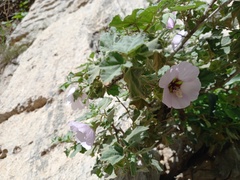 Malva subovata