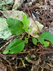 Didymocheton spectabilis, photograph Kate McAlpine, CC BY, iNaturalist via GBIF