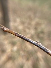 Callirhytis medularis