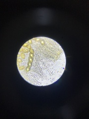 Hydnotrya variiformis