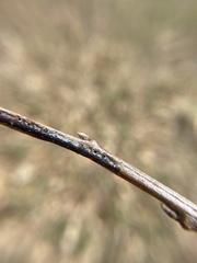 Callirhytis medularis