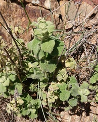 Pseudodictamnus hirsutus