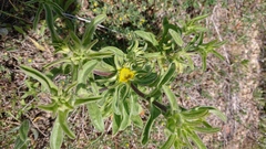 Asteriscus aquaticus