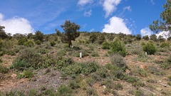 Pseudodictamnus hirsutus