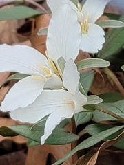 Callipetalon