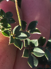 Indigofera mauritanica