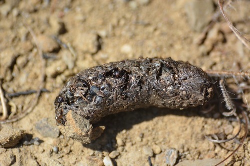 Mephitidae
