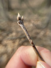 Callirhytis medularis