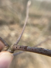 Callirhytis medularis