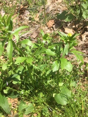 Ranunculus micranthus