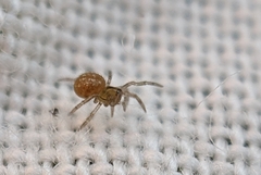 Paidiscura