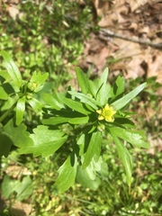 Ranunculus micranthus