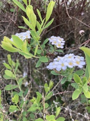 Spiraea trilobata