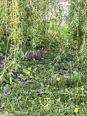 Sciurus carolinensis