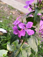 Lunaria annua