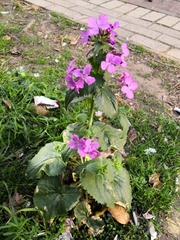 Lunaria annua