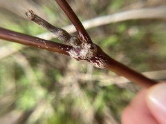 Neolasioptera cornicola