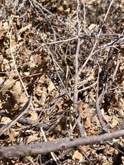Litocala sexsignata