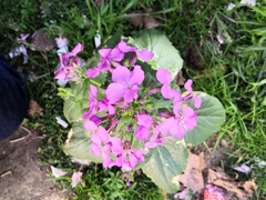 Lunaria annua