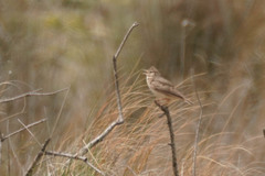 Galerida cristata