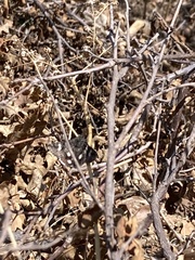 Litocala sexsignata
