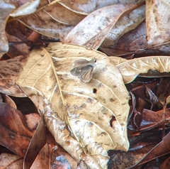 Callimormus saturnus