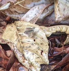 Callimormus saturnus