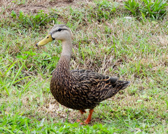 Anas fulvigula image