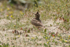 Galerida cristata