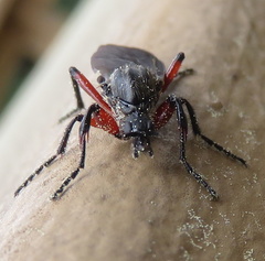 Bibio femoratus