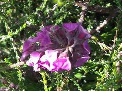 Indigofera mauritanica