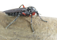 Bibio femoratus
