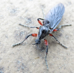 Bibio femoratus