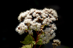 Ageratina sternbergiana
