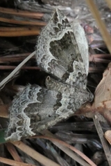 Hydriomena rixata
