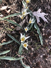 Tulipa bifloriformis