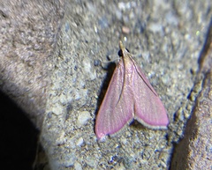 Pyrausta inornatalis