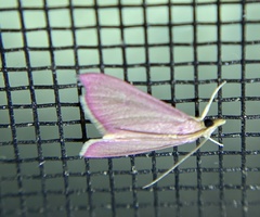 Pyrausta inornatalis