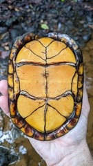 Kinosternon scorpioides