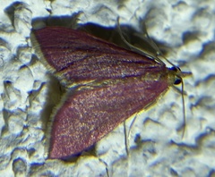 Pyrausta inornatalis