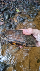 Kinosternon scorpioides