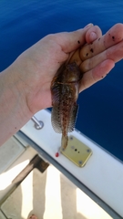 Parablennius tentacularis