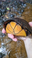 Kinosternon scorpioides