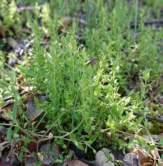 Lysimachia linum-stellatum