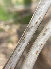 Antistrophus