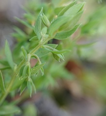 Lysimachia linum-stellatum