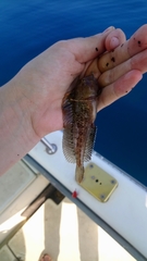 Parablennius tentacularis