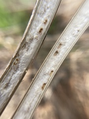 Antistrophus