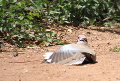 Streptopelia decaocto